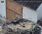 Capi_Dubne_20250907_170003.jpg
