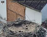Capi_Dubne_20250907_172002.jpg