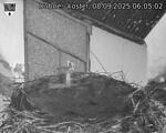 Capi_Dubne_20250908_060502.jpg