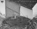 Capi_Dubne_20250908_061003.jpg