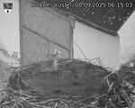 Capi_Dubne_20250908_061503.jpg