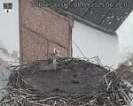 Capi_Dubne_20250908_062002.jpg