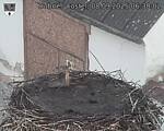 Capi_Dubne_20250908_063002.jpg