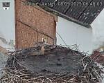 Capi_Dubne_20250908_064003.jpg