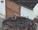 Capi_Dubne_20250908_064503.jpg