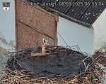 Capi_Dubne_20250908_065504.jpg
