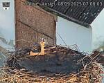 Capi_Dubne_20250908_070003.jpg
