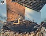 Capi_Dubne_20250908_070502.jpg