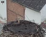 Capi_Dubne_20250908_072003.jpg