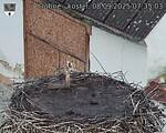 Capi_Dubne_20250908_073503.jpg