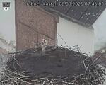 Capi_Dubne_20250908_074503.jpg