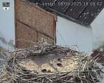 Capi_Dubne_20250908_180002.jpg