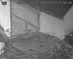 Capi_Dubne_20250908_200004.jpg