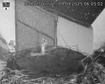 Capi_Dubne_20250909_060502.jpg