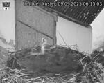 Capi_Dubne_20250909_061503.jpg