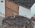 Capi_Dubne_20250909_063003.jpg