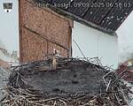 Capi_Dubne_20250909_065003.jpg