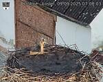 Capi_Dubne_20250909_070003.jpg