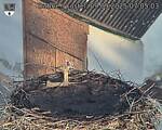 Capi_Dubne_20250909_070503.jpg