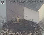 Capi_Dubne_20250909_071003.jpg