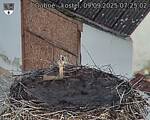 Capi_Dubne_20250909_072502.jpg