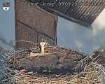 Capi_Dubne_20250909_073504.jpg