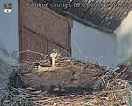 Capi_Dubne_20250909_074003.jpg