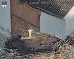 Capi_Dubne_20250909_074503.jpg