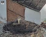 Capi_Dubne_20250909_075003.jpg