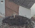 Capi_Dubne_20250909_080004.jpg