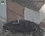 Capi_Dubne_20250909_080503.jpg