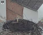 Capi_Dubne_20250909_081504.jpg