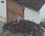 Capi_Dubne_20250909_082003.jpg