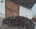 Capi_Dubne_20250909_091003.jpg