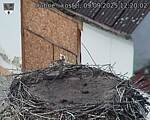 Capi_Dubne_20250909_122002.jpg