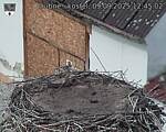 Capi_Dubne_20250909_124502.jpg