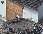 Capi_Dubne_20250909_142502.jpg