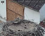 Capi_Dubne_20250909_165003.jpg