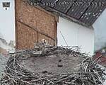 Capi_Dubne_20250909_185002.jpg