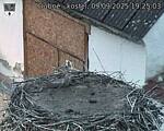 Capi_Dubne_20250909_192503.jpg