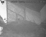 Capi_Dubne_20250910_032003.jpg