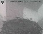 Capi_Dubne_20250910_062003.jpg