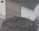 Capi_Dubne_20250910_063503.jpg