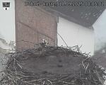 Capi_Dubne_20250910_080502.jpg