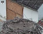 Capi_Dubne_20250910_122503.jpg