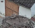 Capi_Dubne_20250910_123003.jpg