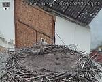 Capi_Dubne_20250910_124502.jpg