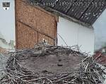 Capi_Dubne_20250910_125002.jpg
