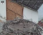 Capi_Dubne_20250910_130003.jpg