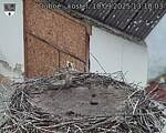 Capi_Dubne_20250910_131003.jpg